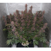 Blackberry Auto - FastBuds